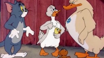 Курица удивила петуха необычными детенышами