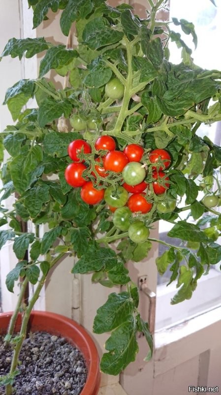 А, чисто случайно, никто из солянщиков дома на окне не выращивает зимой помидоры