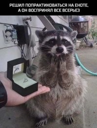 Поосторожнее с енотиком. Если он хапнет колечко (а он его хапнет), то ты его в жизни не догонишь, а если и догонишь всё равно кольцо не вернешь. Он его или по дороге заныкает или проглотит. Лучше использовать тренировочное колечко. От пивной банки например.