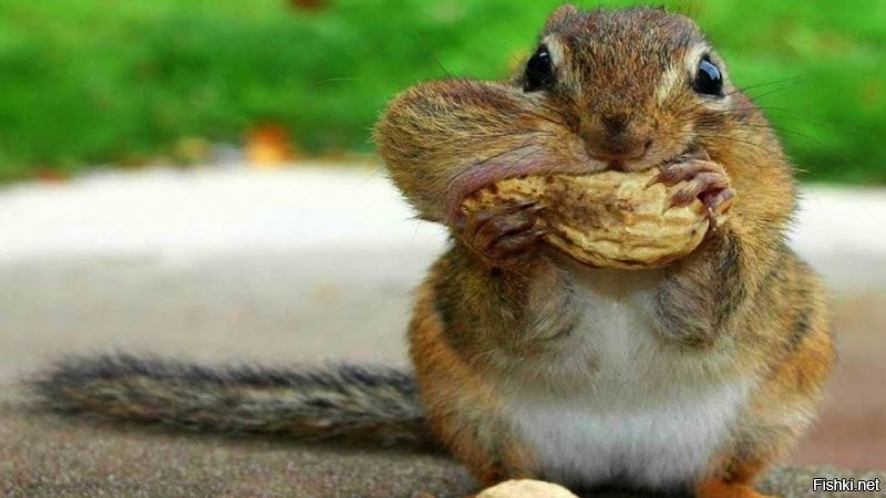 А ты как бурундук. Поперёк её. :)