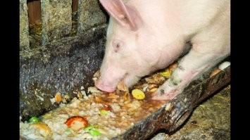 Молодец, что сказать.