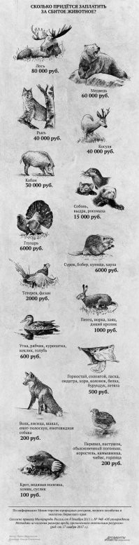 Лось практически навылет прошёл автомобиль Toyota Camry