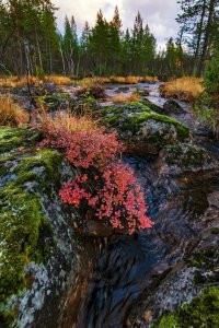 Вот ещё свеженьких Васиных фото.