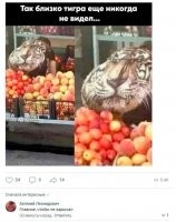 Бедное животное. Флюс надуло.