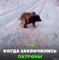 Жуткая жуть: москвич-охотник устроил выставку своих трофеев в подъезде 