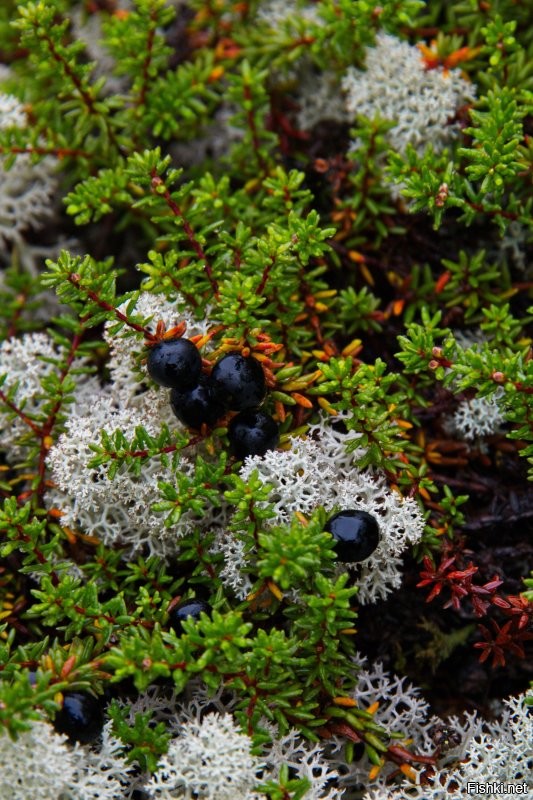 Мои фотки осени в заполярье, Ямал