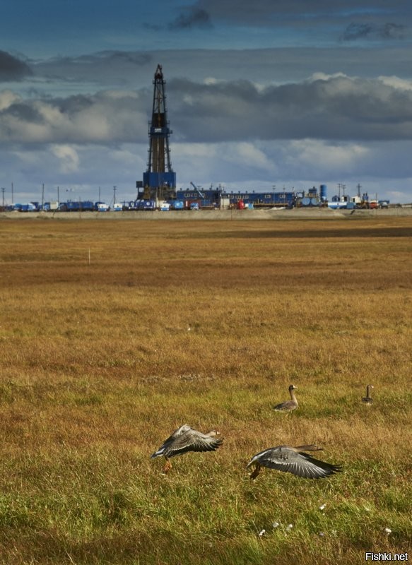 Мои фотки осени в заполярье, Ямал
