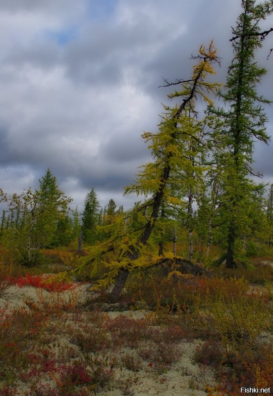 Мои фотки осени в заполярье, Ямал