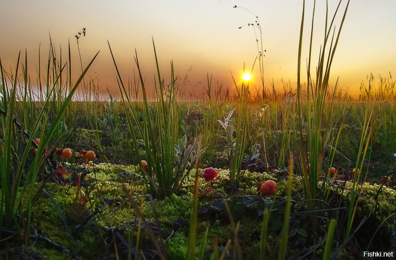 Мои фотки осени в заполярье, Ямал