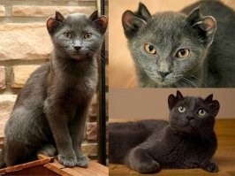 Питомцы с&nbsp;самым необычным и&nbsp;красивым окрасом