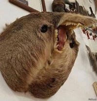 Не те вещи он на стену повесил, вот пожалуйста - жопа оленя.