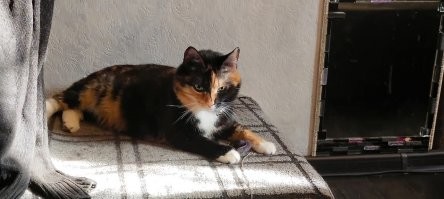 Питомцы с&nbsp;самым необычным и&nbsp;красивым окрасом