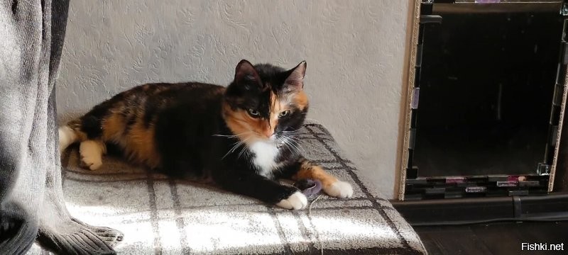 Питомцы с&nbsp;самым необычным и&nbsp;красивым окрасом