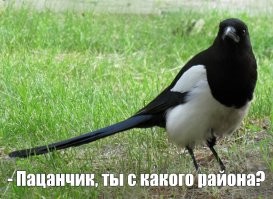 А точно Австралия для людей? Даже сороки...