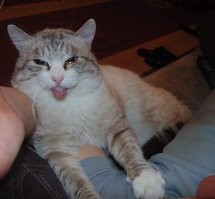 А это мой... год назад ушёл на радугу.. грозой двора был..