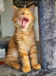 У них наверное выработка адреналина работает как по команде. Ничего не бояться. И очень резкие.. как понос.  Поэтому у них так ловко все получается. Наблюдал за своей кошкой - прирожденная машина для убийства в дикой природе. Ловкая, шустрая и бесстрашная :) фото котэ прилагаю.