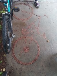 Тут фейк на лицо! При любом расположении велосипеда, что стоя, что лежа, иголки бы падали на пустоты. А это рукотворный "негатив" получился.