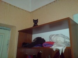 40 уморительных фото котов, которые смотрят на нас свысока