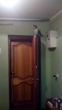 40 уморительных фото котов, которые смотрят на нас свысока