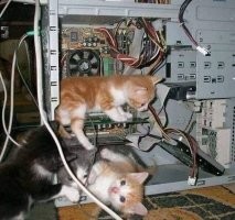 Судя по древности этого системника, котята давно выросли и уже имеют, как минимум, внуков если не правнуков))