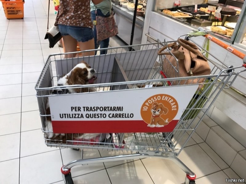 В Италии можно практически везде с собакой. И в магазин, и кафе, и ресторан. В магазинах тележки с отделением для собак. И ничего, никто не умер.
