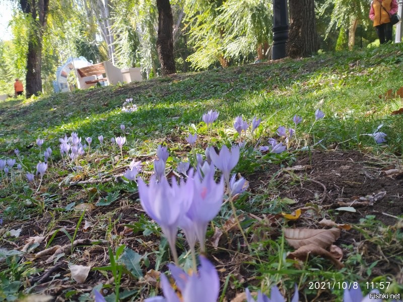 Кстати, вот. Вчера в парке снимала.
Шафран цветёт.