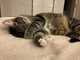 Мой тоже, очень опасный зверь.