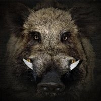 Северный брат не то что фермеров - порой и охотников гоняет