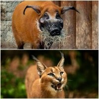 Судя по  окраске это просто бодипозитивный каракал)))
