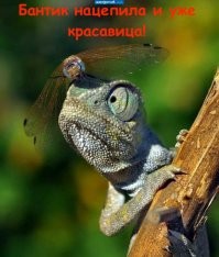 Животные на позитиве