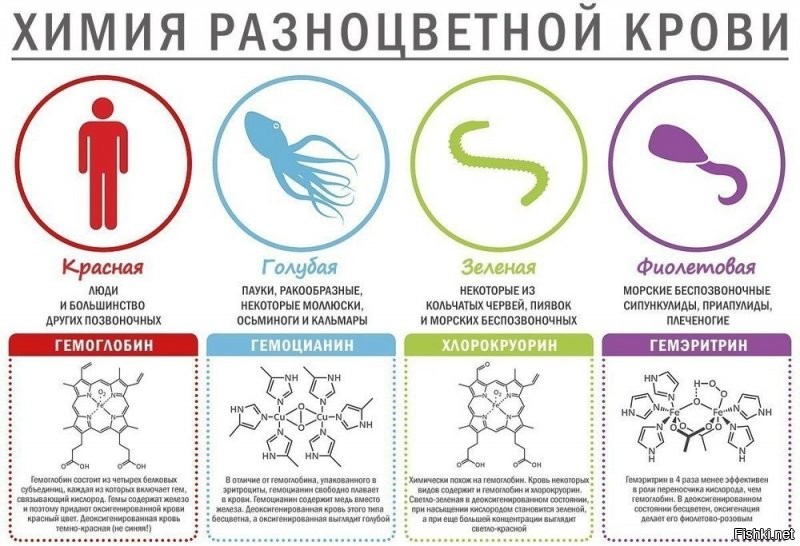 Привет, братишка