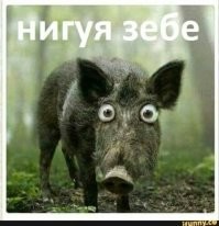 Кистеухая свинья: Злобные хрюшки, которые терроризируют Африку