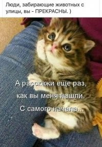 У нас кошка так появилась... Сидела на дороге, умывалась и лапу поднимала. Причем на двойной сплошной, то есть посреди дороги... Ну и жена не выдержала, остановилась... Спросила: "Куда тебе?" Она и сказала - "В хорошую жизнь!"))  Так у нас и оказалась - и не ошиблась , каждому бы такую жизнь))))