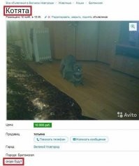 Кошачьи объявления для улучшения настроения