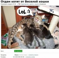 Кошачьи объявления для улучшения настроения