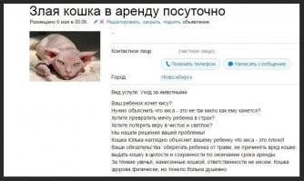Кошачьи объявления для улучшения настроения
