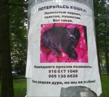 Кошачьи объявления для улучшения настроения