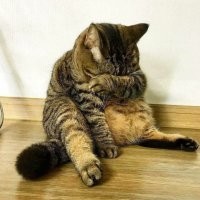 30 зверюшек-плюшек, которые похудели и теперь отлично выглядят