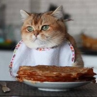 30 зверюшек-плюшек, которые похудели и теперь отлично выглядят