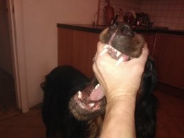 Мне доводилось просто взглядом и голосом отгонять голодные одичавшие собачьи стаи. Голов по десять.

К слову - имею несколько шрамов от укусов, и несколько собачьих трупов на совести.

Возможно они это чувствуют? И боятся?

А вообще собак очень люблю. И своего барбоса тем более. На фото -мы с ним играем.