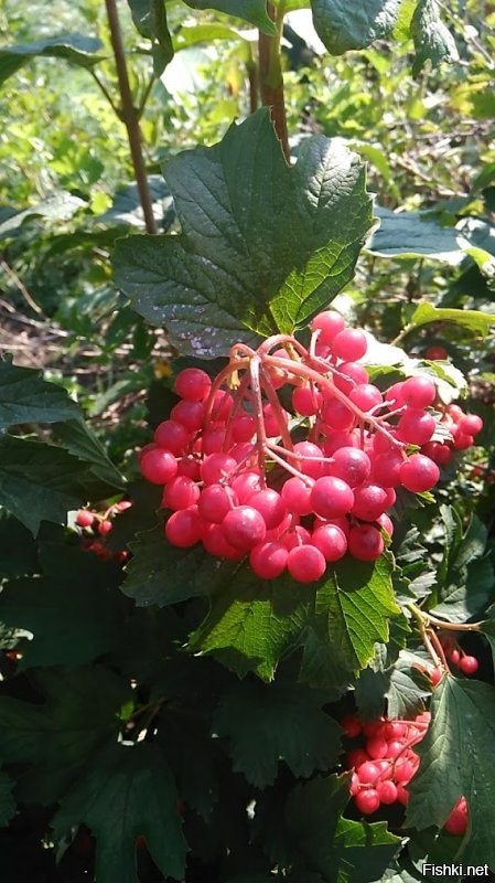 Солянка от 12.10.2021