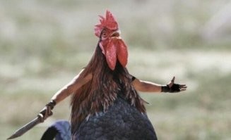 Петушня дворовая