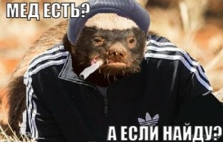 Львята окружили медоедов и решили напасть. Зря!