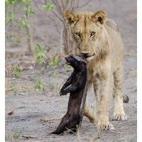 Львята окружили медоедов и решили напасть. Зря!