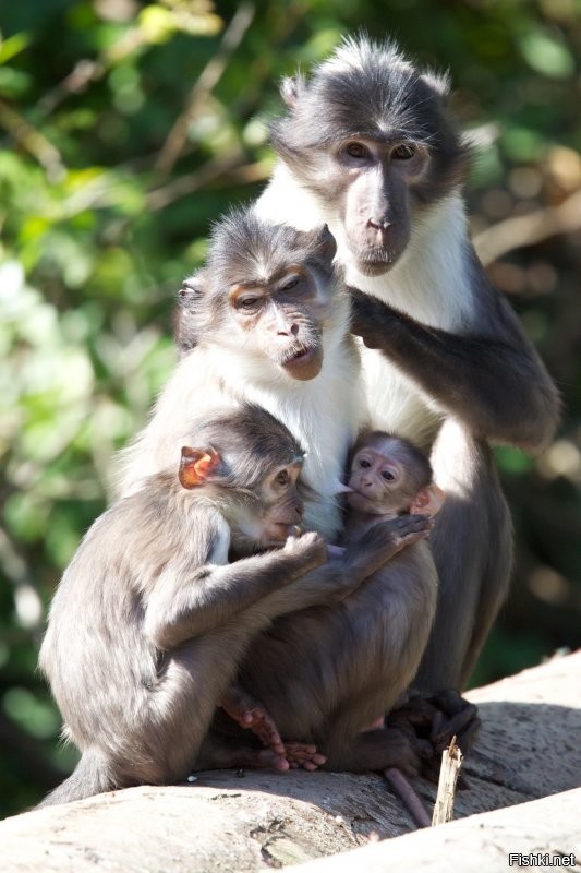 Цыгане и Армяне, это одна херня.
Отбросы и паразиты общества!
.
Эти твари,  уже семьями на кражи ходят.