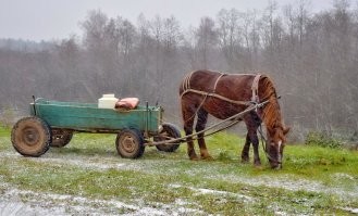 лошадь со своей тачкой