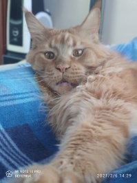 Ловите моего