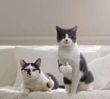 Исследователи показали, какими будут известные места планеты в 2050 году, если температура повысится