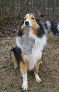 40 милейших фото собак, которые скрасят ваш день