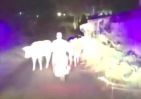 Придурок, промеж бурёнок не мог проскочить!